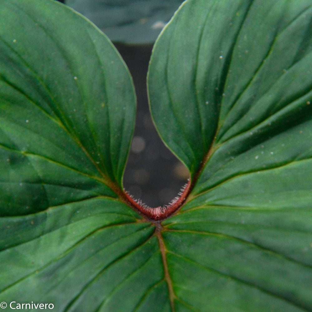
                      
                        Philodendron squamicaule
                      
                    