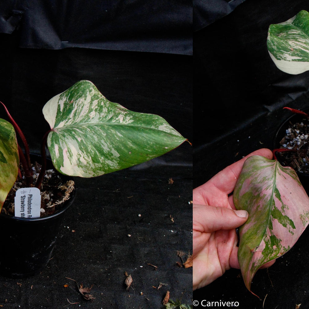 
                      
                        Philodendron Strawberry Shake - Exact Plant
                      
                    
