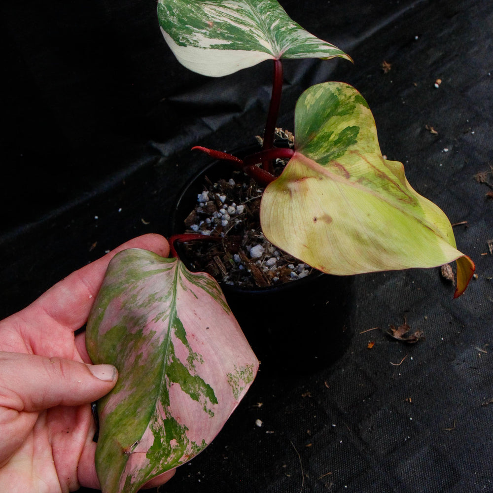 
                      
                        Philodendron Strawberry Shake - Exact Plant
                      
                    