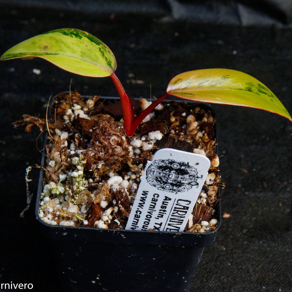 
                      
                        Philodendron Strawberry Shake - Exact Plant
                      
                    