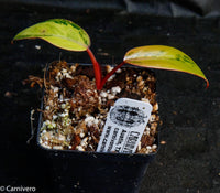 Philodendron Strawberry Shake - Exact Plant