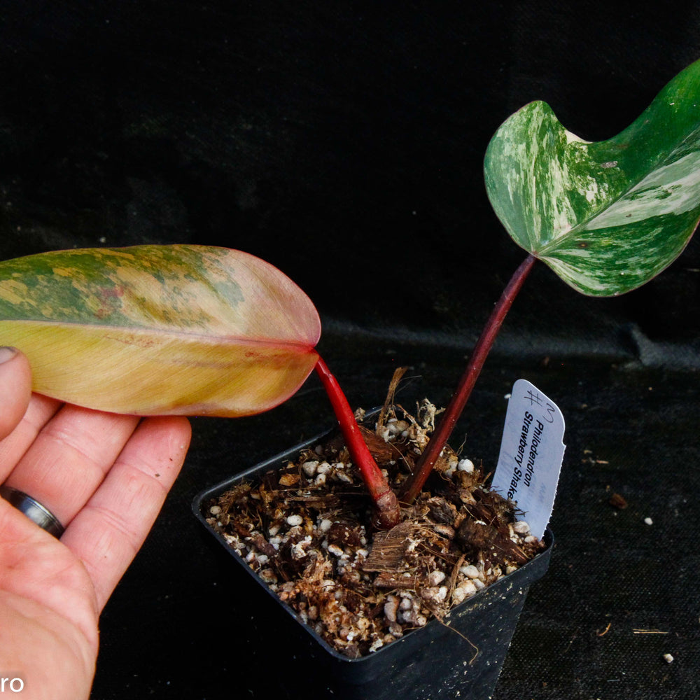 
                      
                        Philodendron Strawberry Shake - Exact Plant
                      
                    
