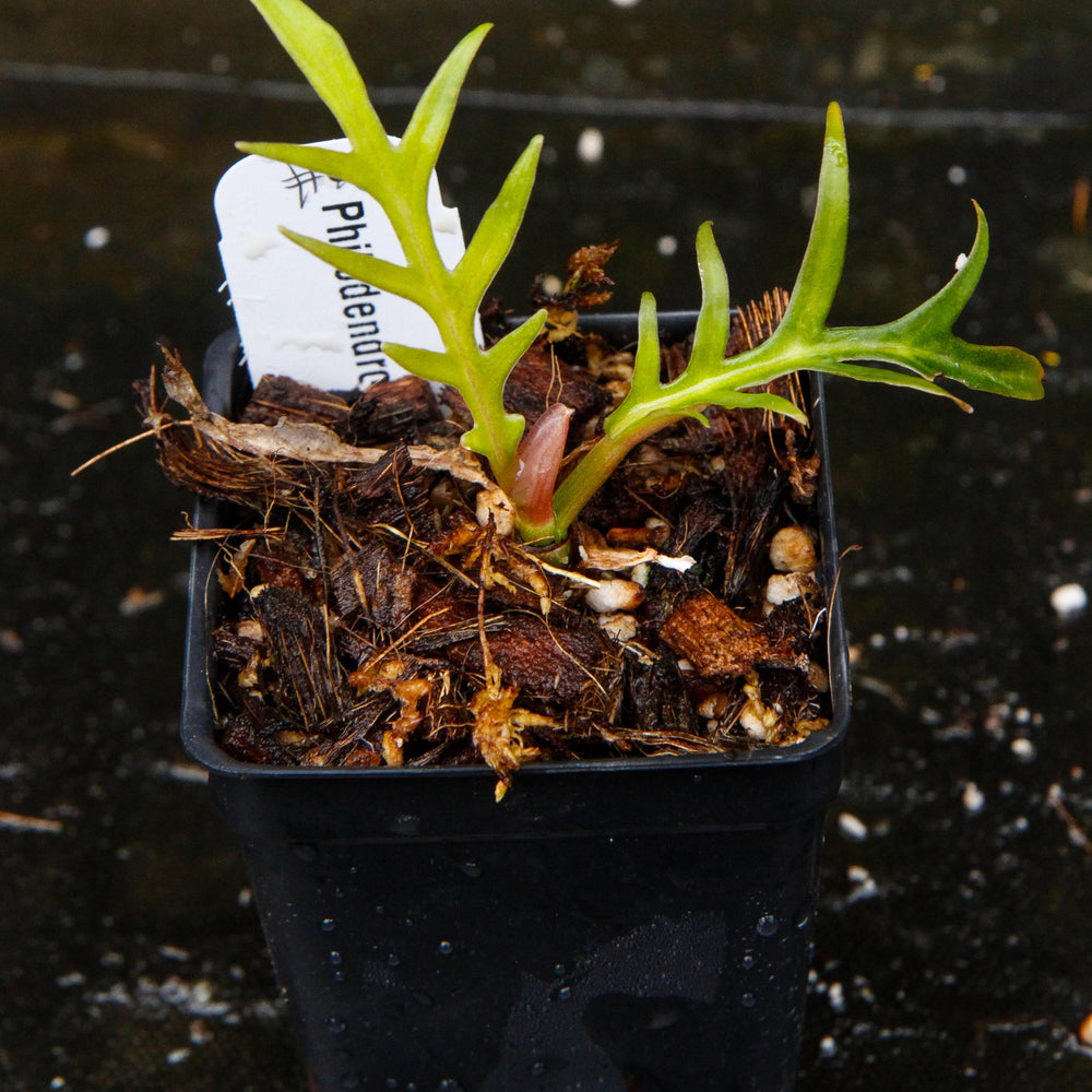 
                      
                        Philodendron tortum
                      
                    