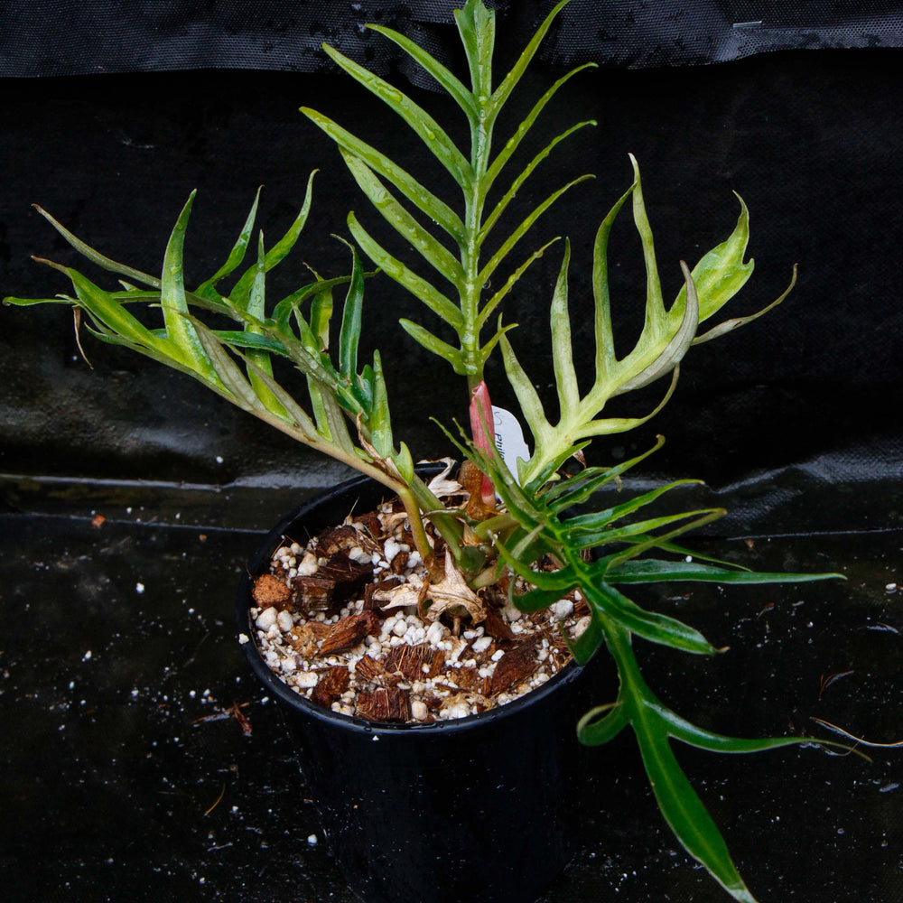 philodendron tortum mature Philodendron tortum – Carnivero