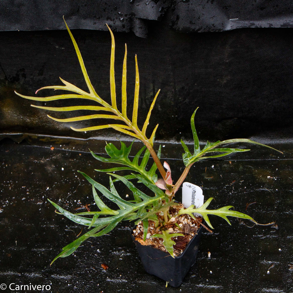 
                      
                        Philodendron tortum
                      
                    