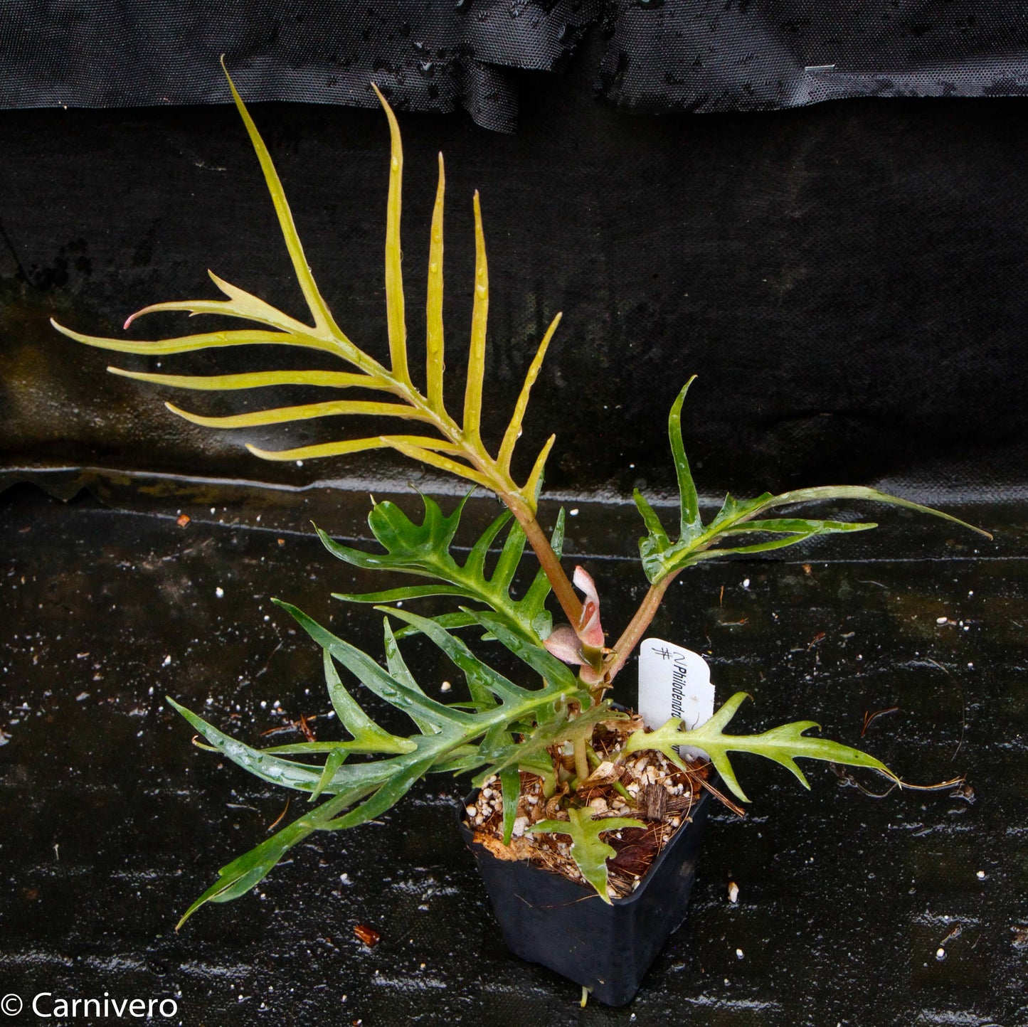 philodendron tortum vs elegans Philodendron tortum – Carnivero