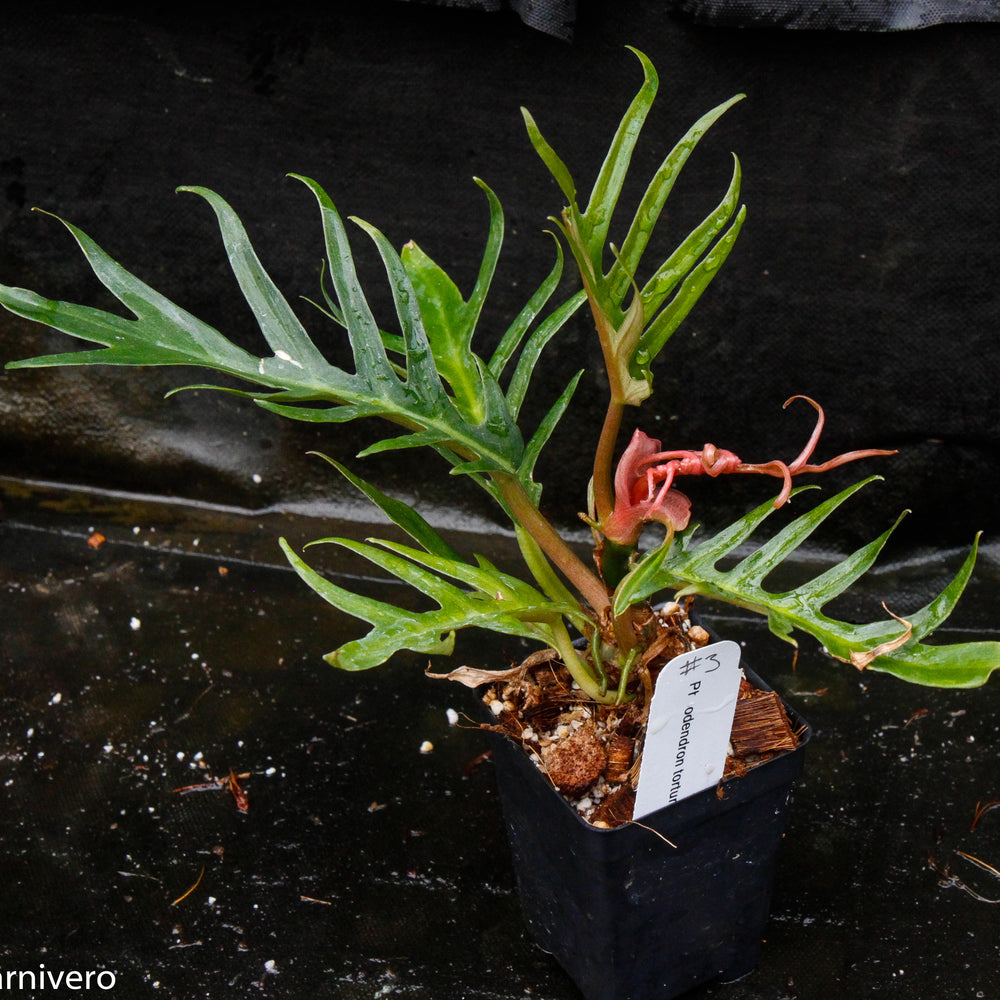 
                      
                        Philodendron tortum
                      
                    