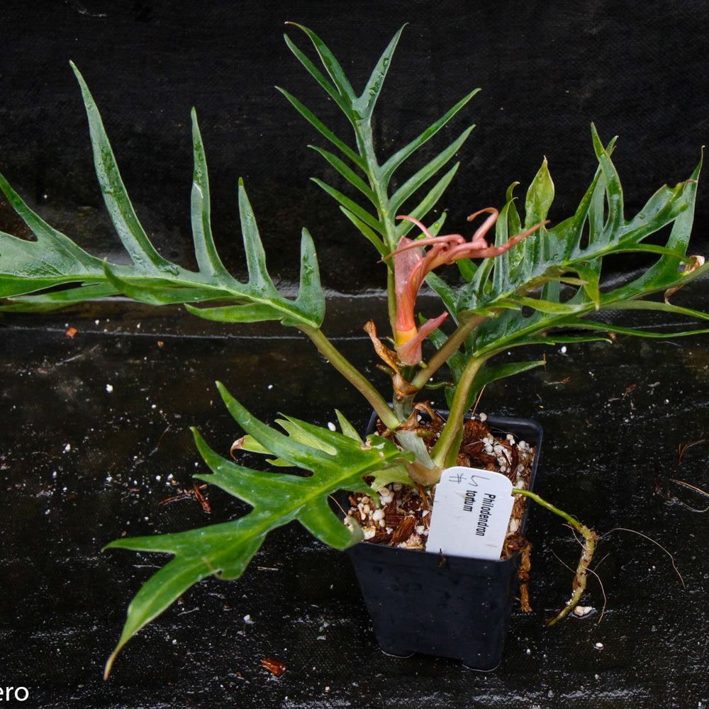 
                      
                        Philodendron tortum
                      
                    