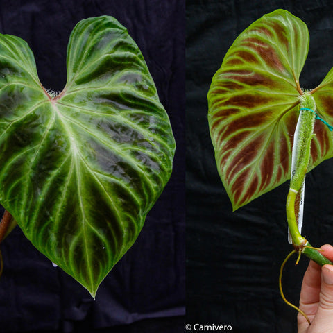 Philodendron verrucosum Euro clone 1 leaf shown from front and back with glossy green leaves and pale venation.
