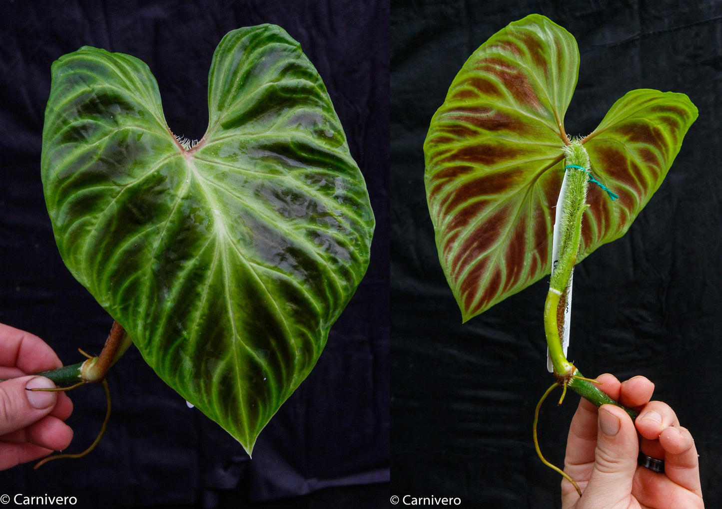 how to clone philodendron Philodendron verrucosum "Euro clone 1" – Carnivero