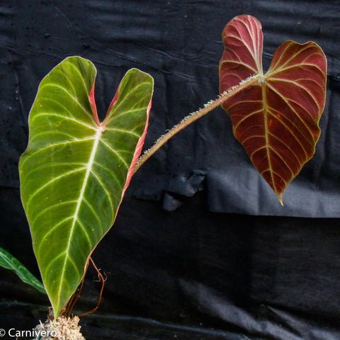 Philodendron verrucosum Carmin plant with a green edged leaf and a burgundy leaf on a fuzzy pale stem against a dark backdrop