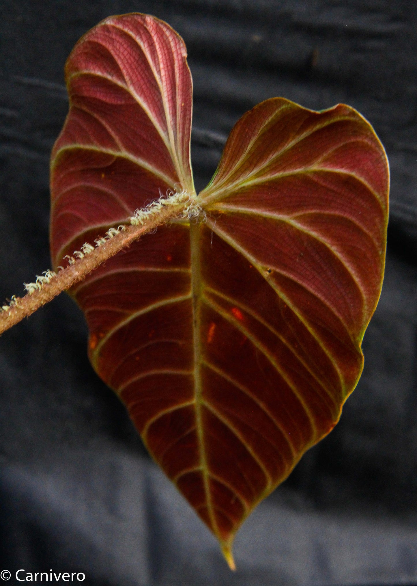 chrue philodendron Philodendron verrucosum "Carmin" – Carnivero