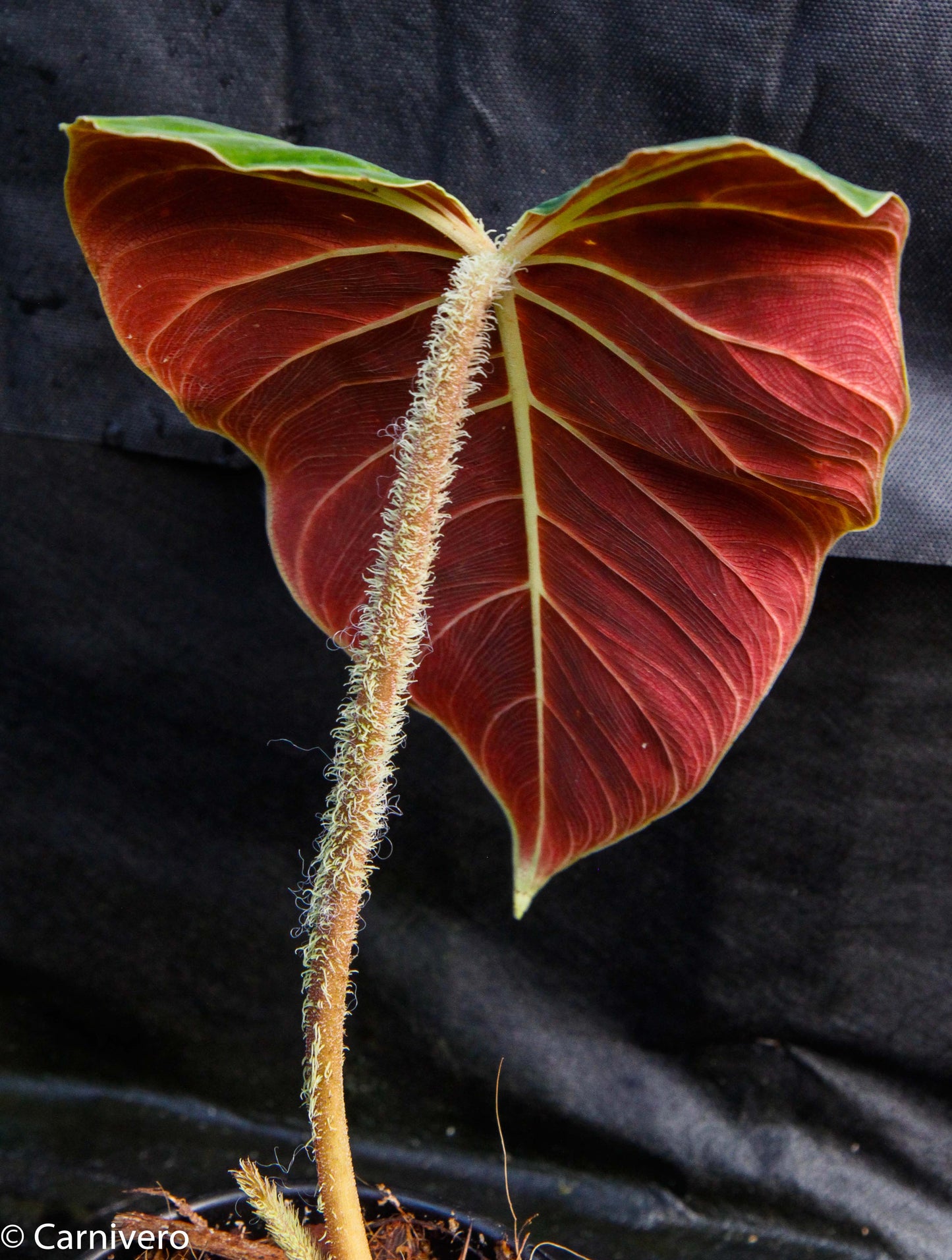 philodendron verrucosum carmin Philodendron verrucosum "Carmin" – Carnivero