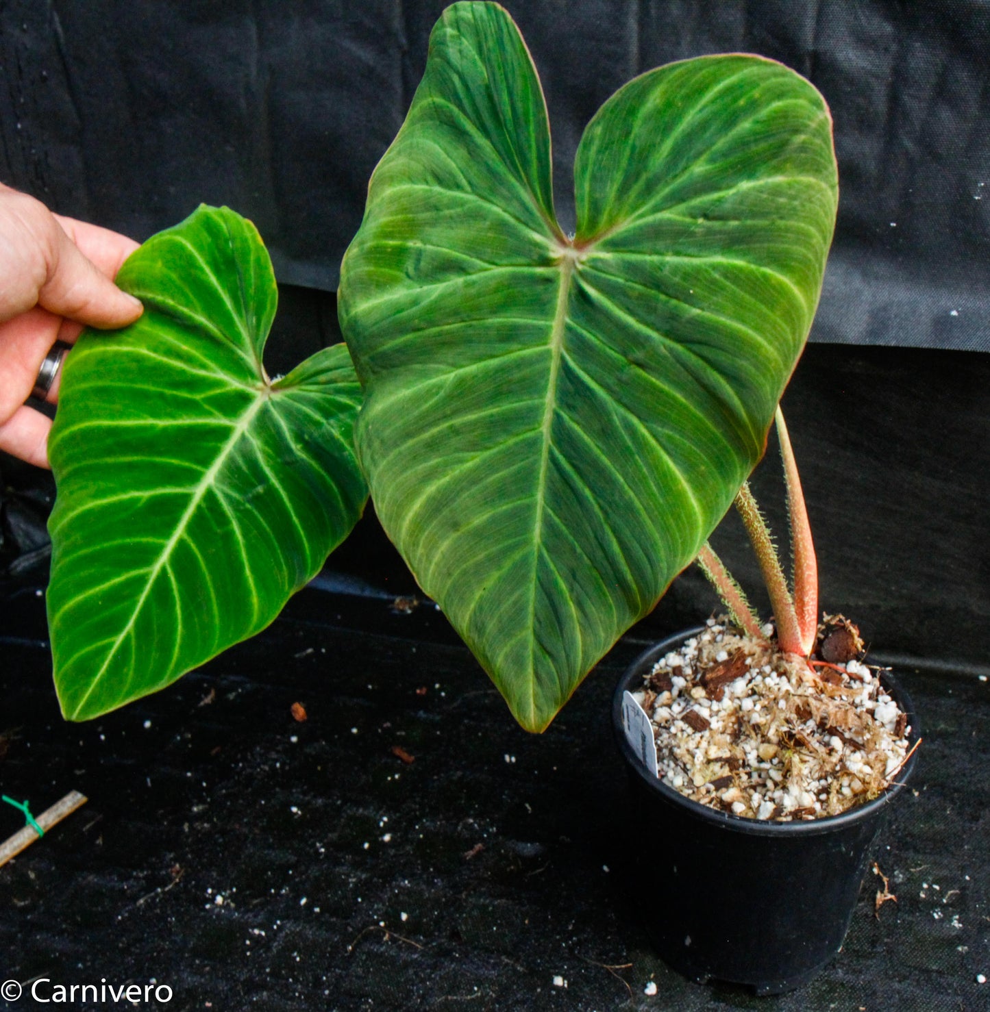 philodendron car Philodendron verrucosum "Carmin" – Carnivero
