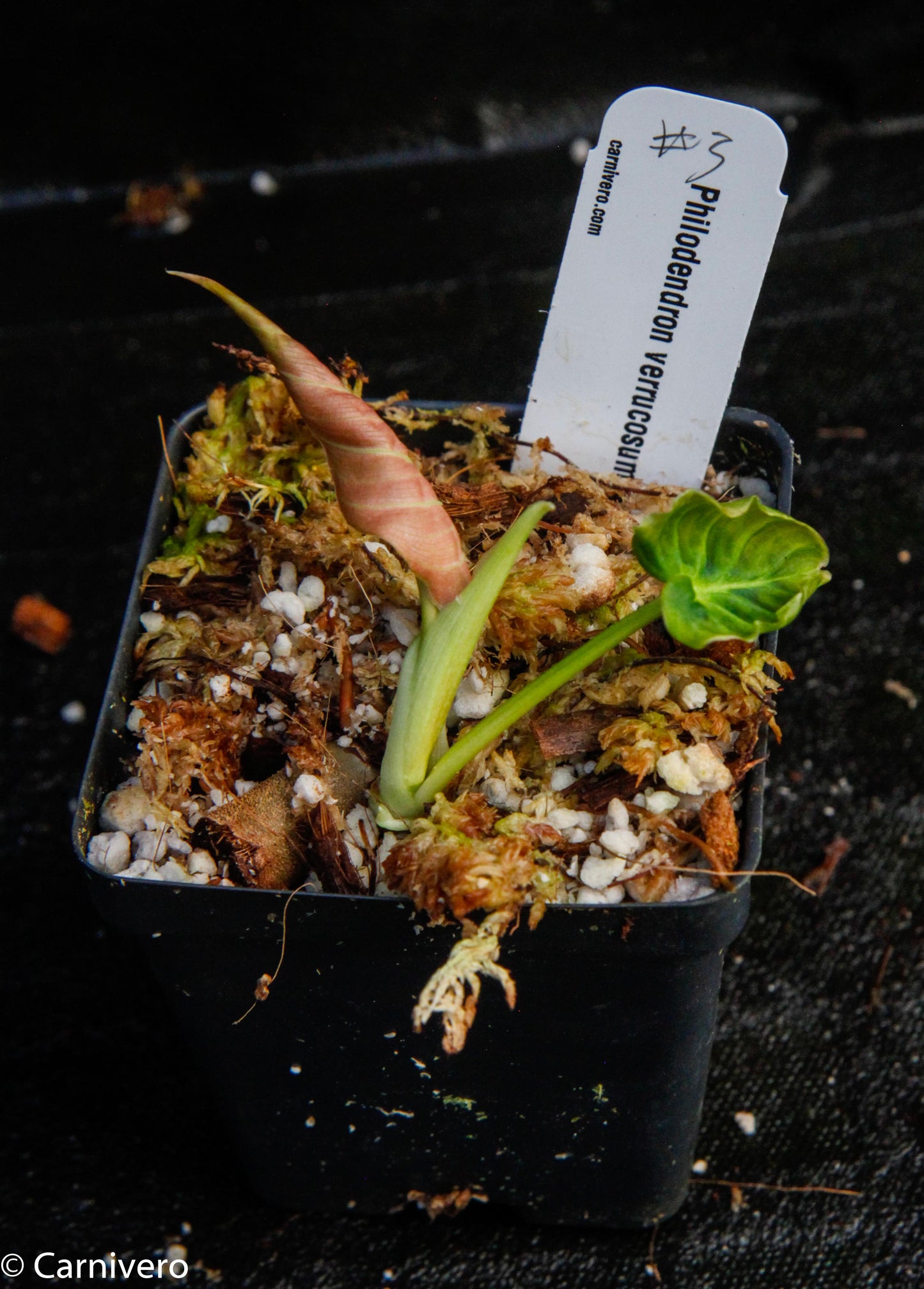 philodendron verrucosum soil Philodendron verrucosum "Carmin" – Carnivero
