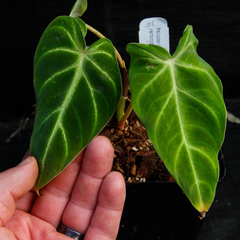 philodendron cobra plant Philodendron verrucosum "Cobra" – Carnivero