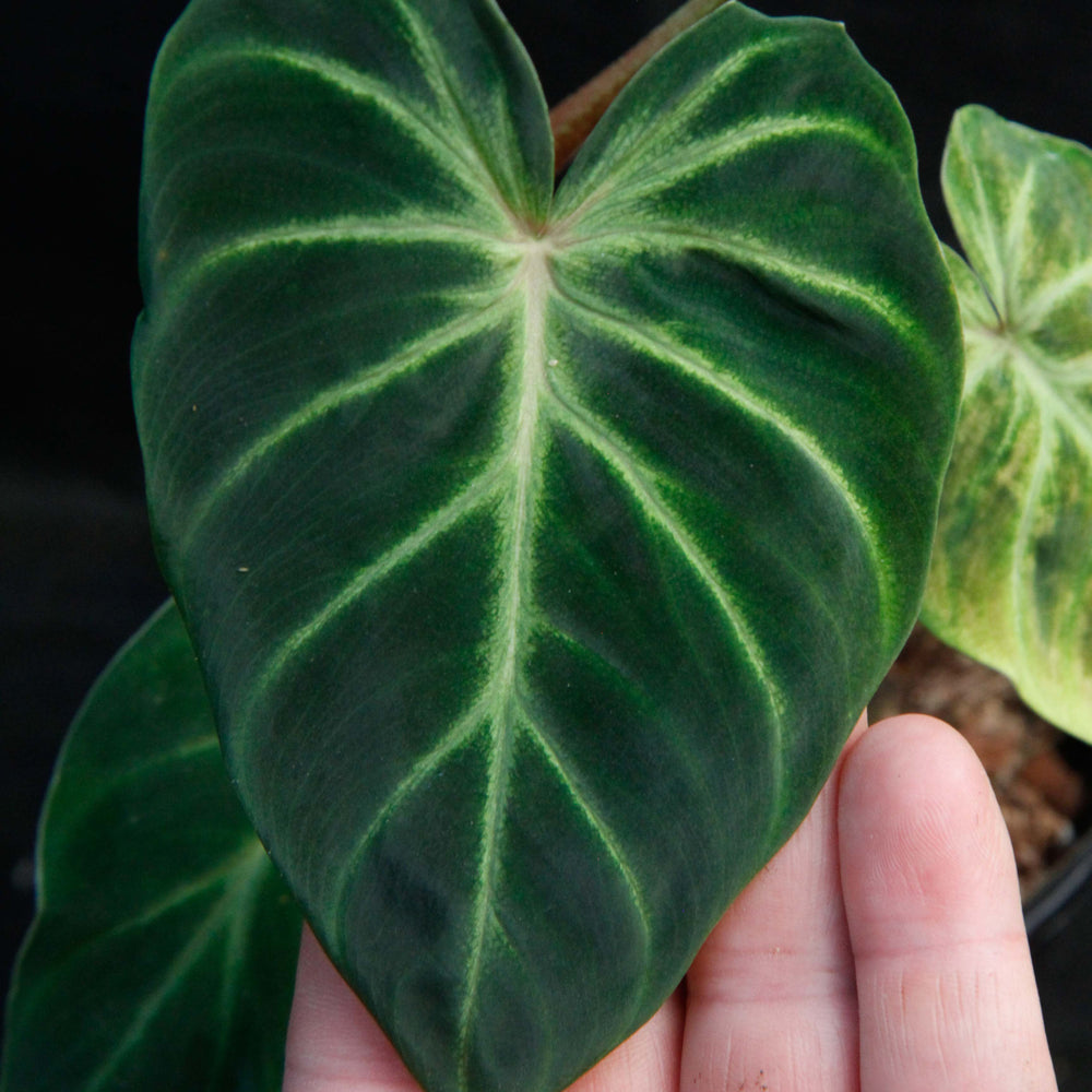 cobra philodendron Philodendron verrucosum "Cobra" – Carnivero