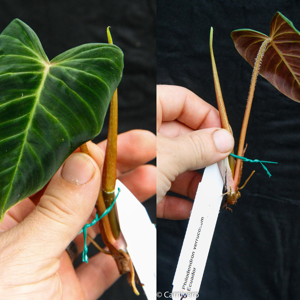 ecuador philodendron care Philodendron verrucosum Ecuador – Carnivero