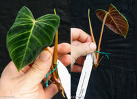Philodendron verrucosum Ecuador