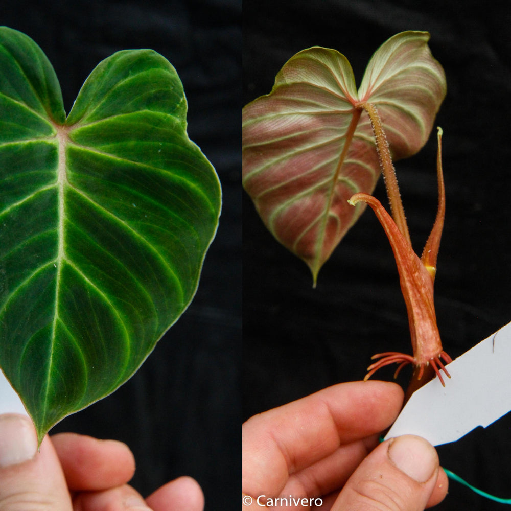 philodendron ecuadorian canoe leaf Philodendron verrucosum Ecuador – Carnivero