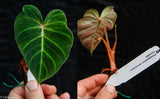 Philodendron verrucosum Ecuador