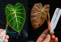 Philodendron verrucosum Ecuador