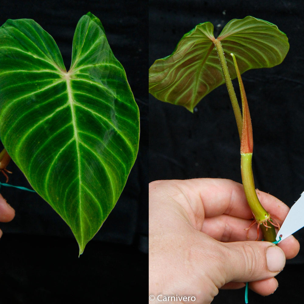 
                      
                        Philodendron verrucosum Ecuador
                      
                    