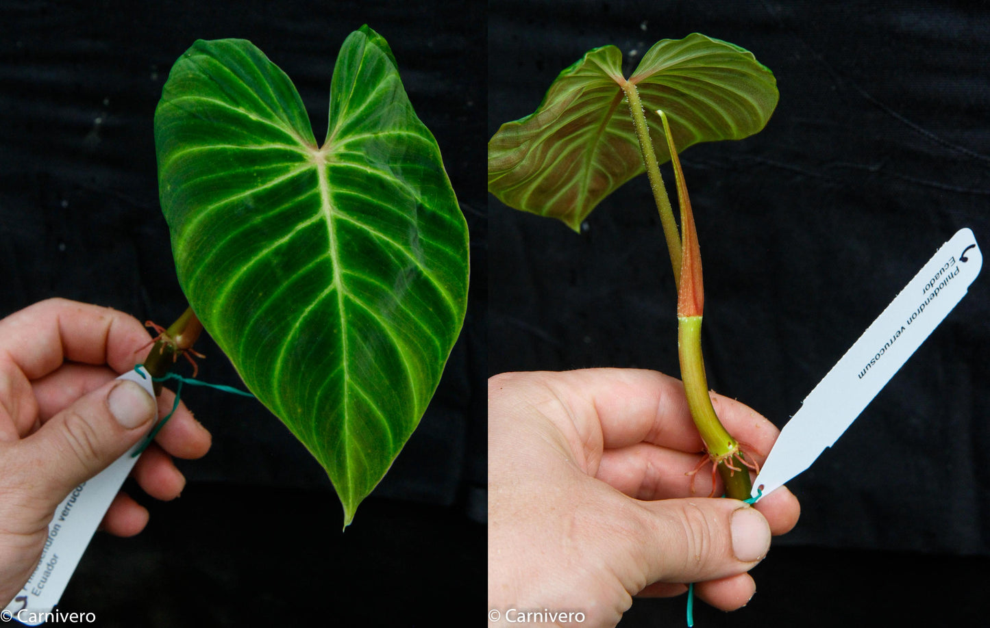 ecuador philodendron care Philodendron verrucosum Ecuador – Carnivero