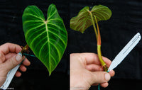 Philodendron verrucosum Ecuador