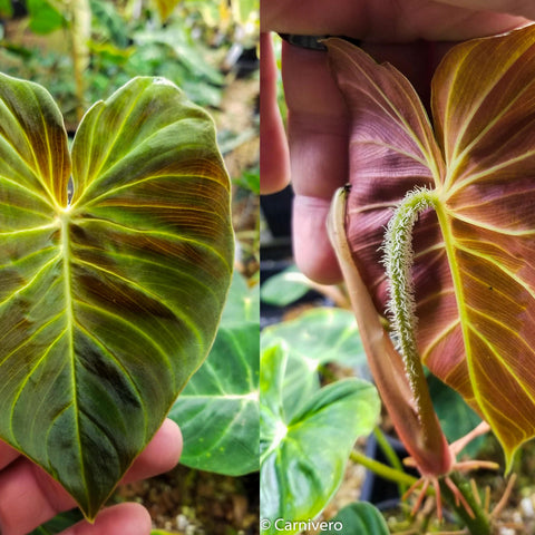 Philodendron verrucosum Ecuador leaf showing lime green venation on top and purple underside