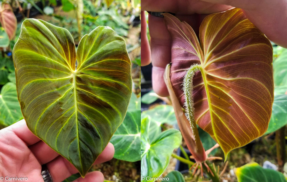 philodendron ecuadorian Philodendron verrucosum Ecuador – Carnivero