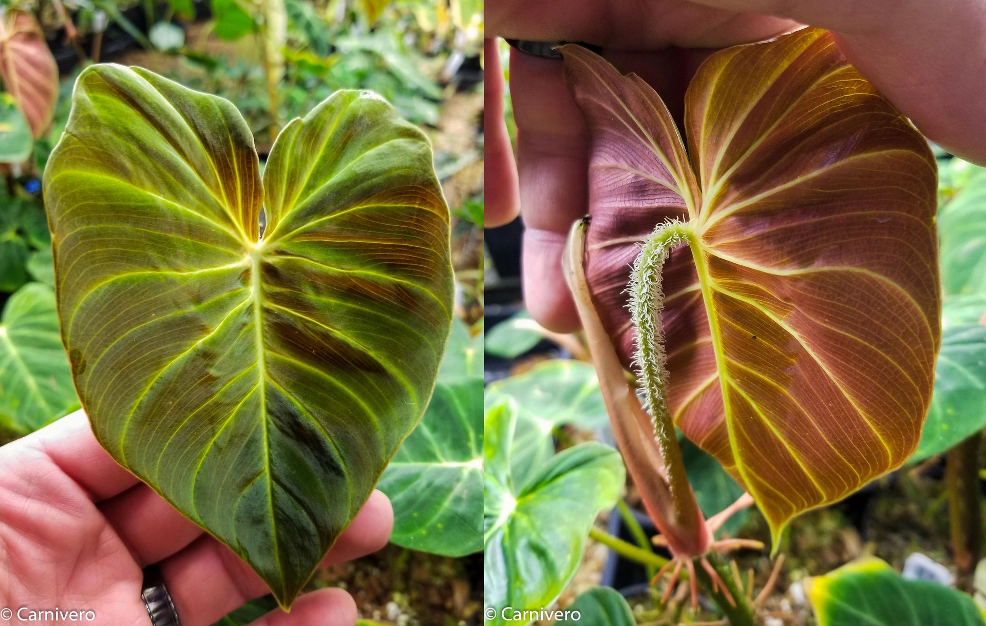 philodendron ecuadorian Philodendron verrucosum Ecuador – Carnivero