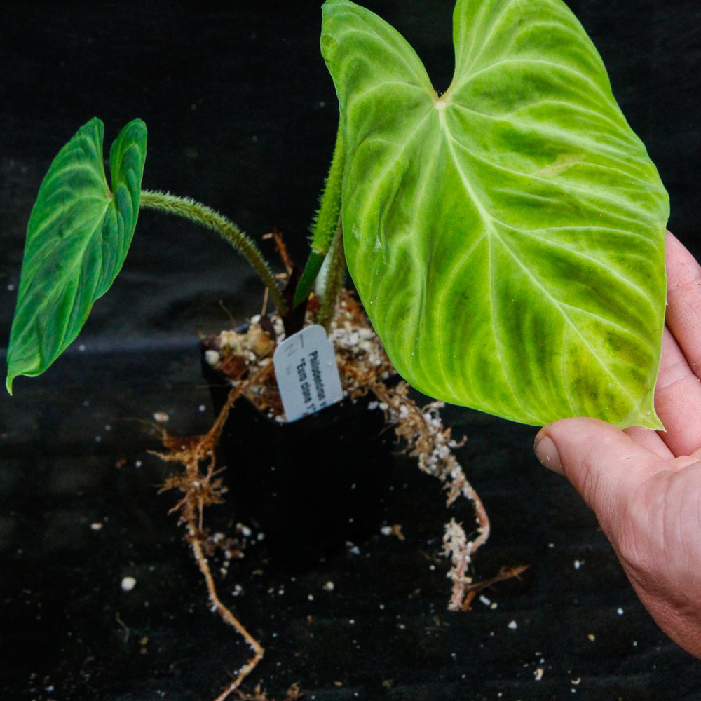 Philodendron verrucosum "Euro clone 1"