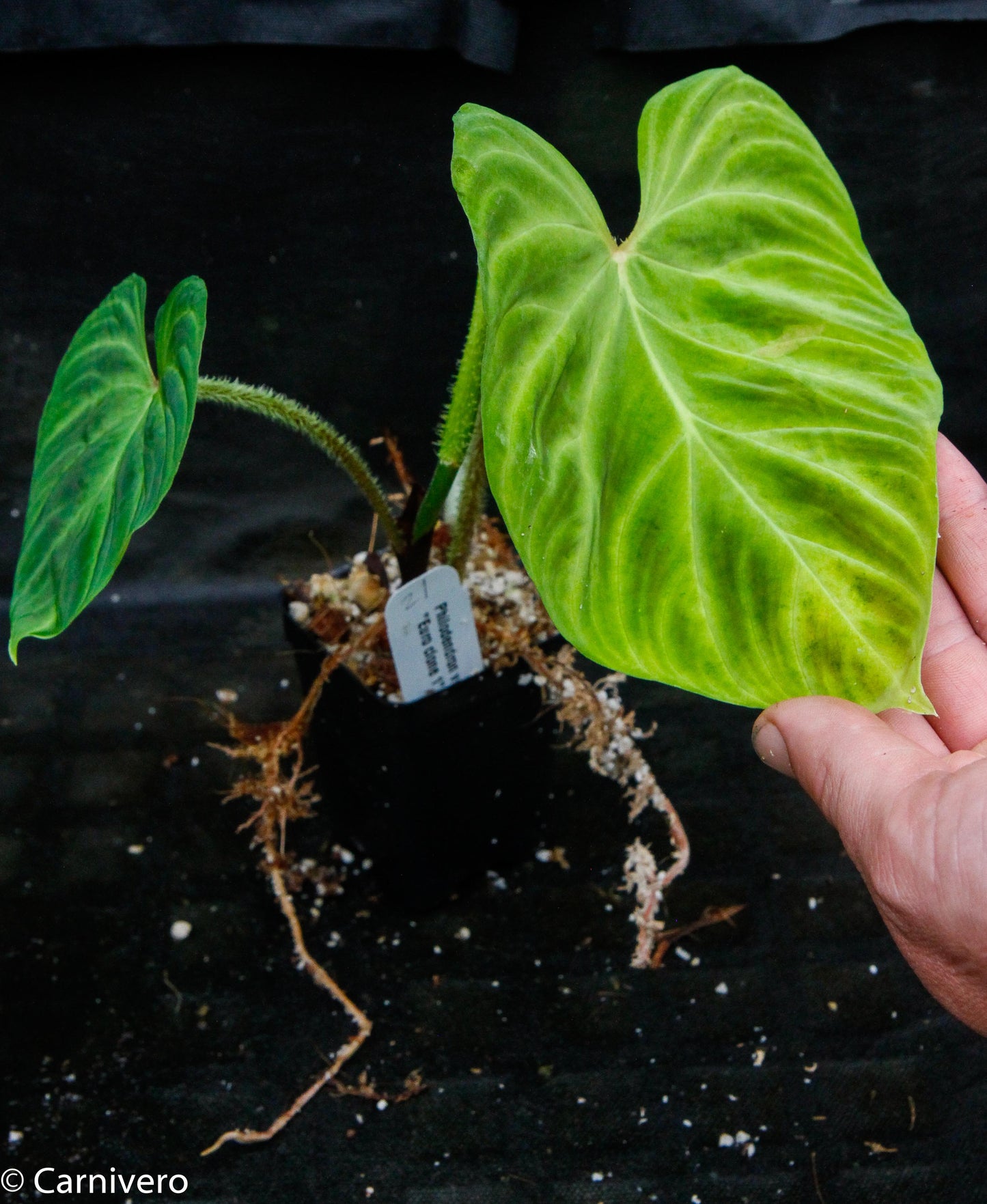 cloning philodendron Philodendron verrucosum "Euro clone 1" – Carnivero