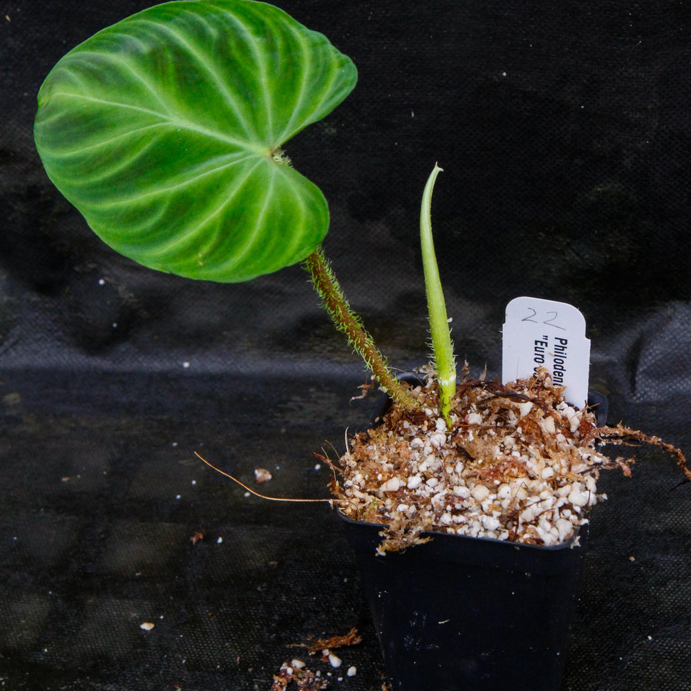 
                      
                        Philodendron verrucosum "Euro clone 1"
                      
                    