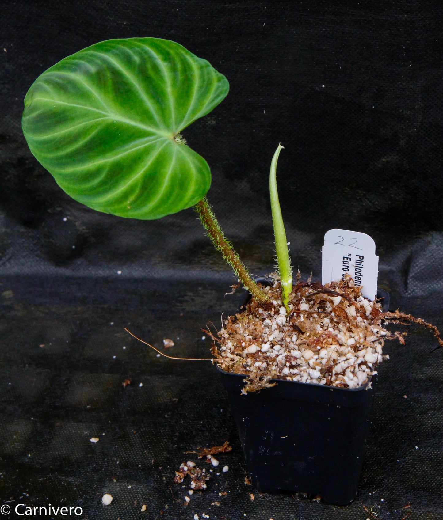philodendron cloning Philodendron verrucosum "Euro clone 1" – Carnivero