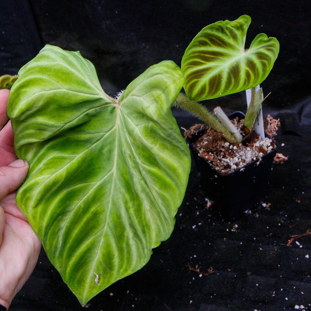 
                      
                        Philodendron verrucosum "Euro clone 1"
                      
                    