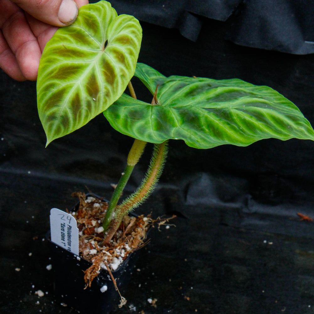 
                      
                        Philodendron verrucosum "Euro clone 1"
                      
                    