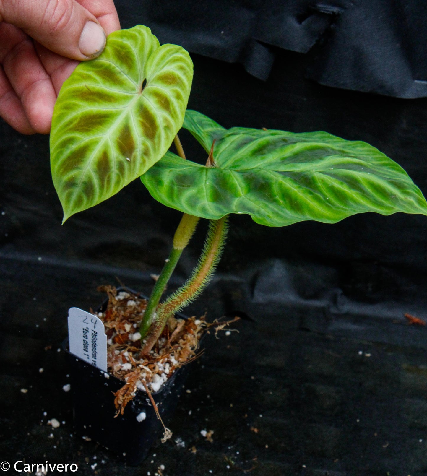 cloning philodendron Philodendron verrucosum "Euro clone 1" – Carnivero