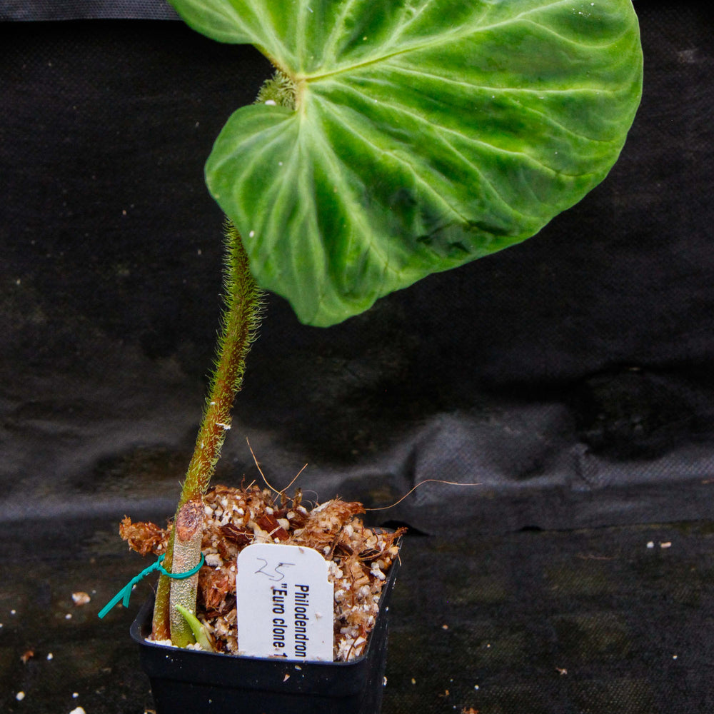 
                      
                        Philodendron verrucosum "Euro clone 1"
                      
                    