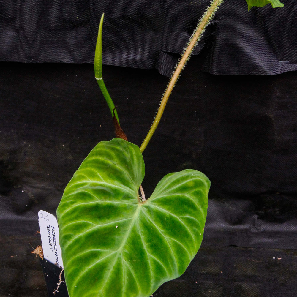 
                      
                        Philodendron verrucosum "Euro clone 1"
                      
                    