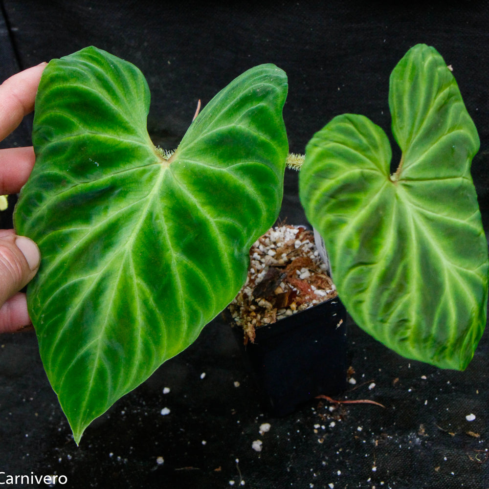 
                      
                        Philodendron verrucosum "Euro clone 1"
                      
                    