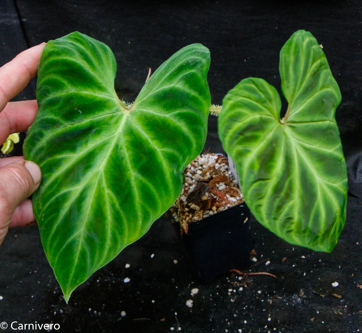 philodendron verrocosum Philodendron verrucosum "Euro clone 1" – Carnivero