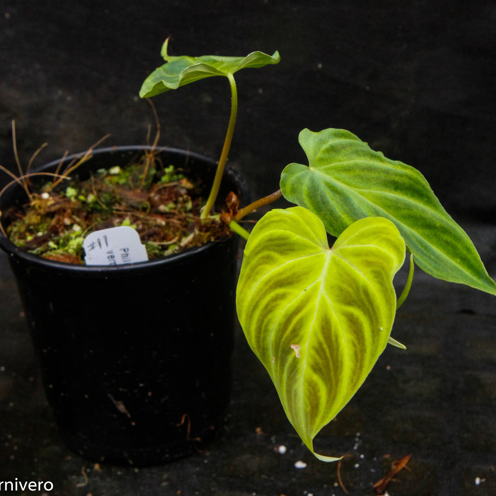 
                      
                        Philodendron verrucosum "Mini"
                      
                    