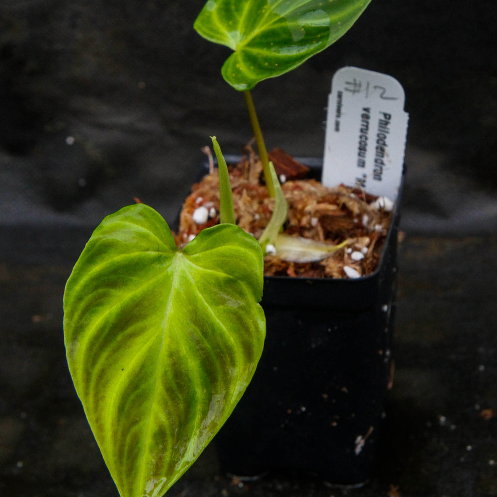 
                      
                        Philodendron verrucosum "Mini"
                      
                    