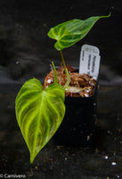Philodendron verrucosum "Mini"