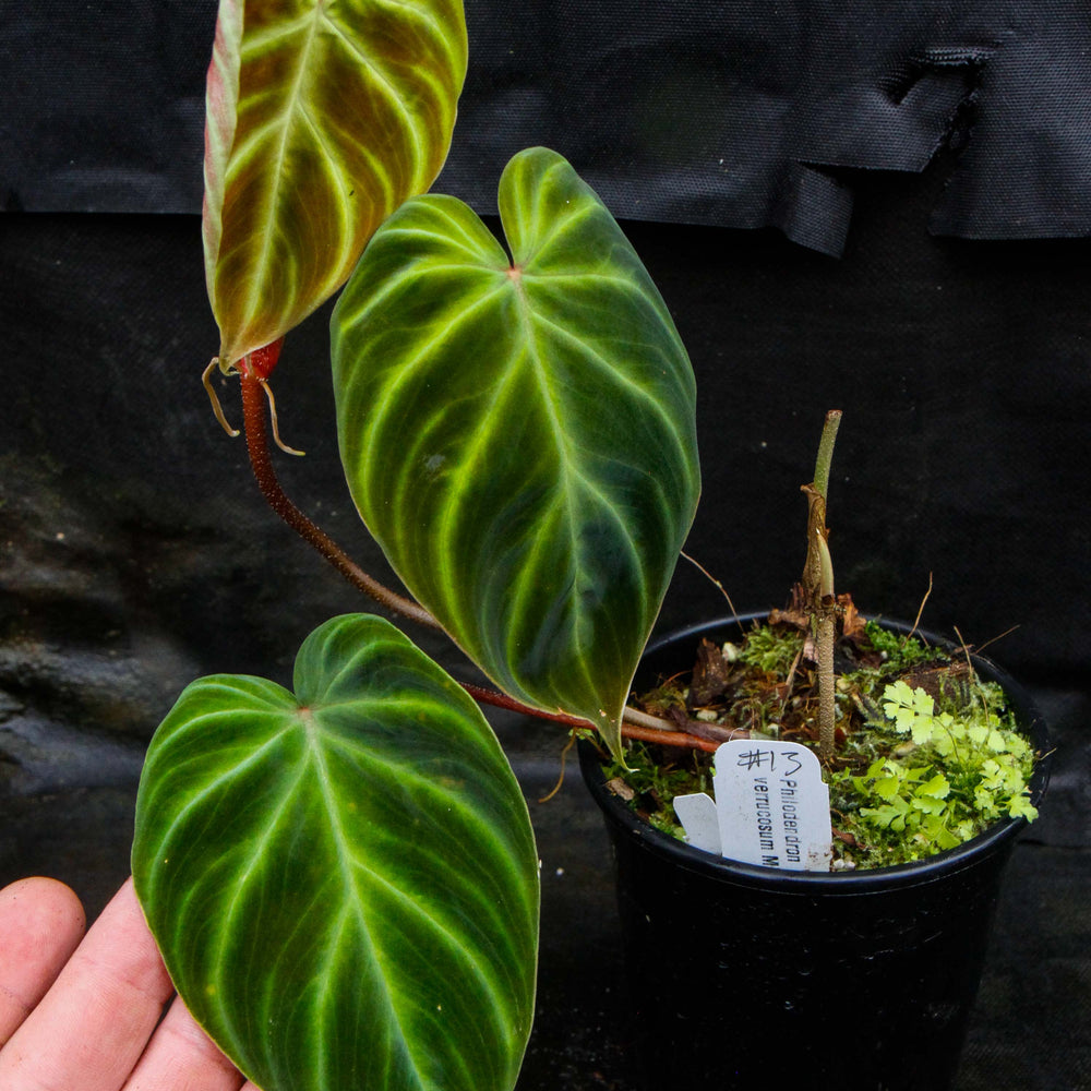 
                      
                        Philodendron verrucosum "Mini"
                      
                    