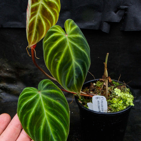 Philodendron verrucosum Mini with lime green heart shaped leaves and red stem in a black pot