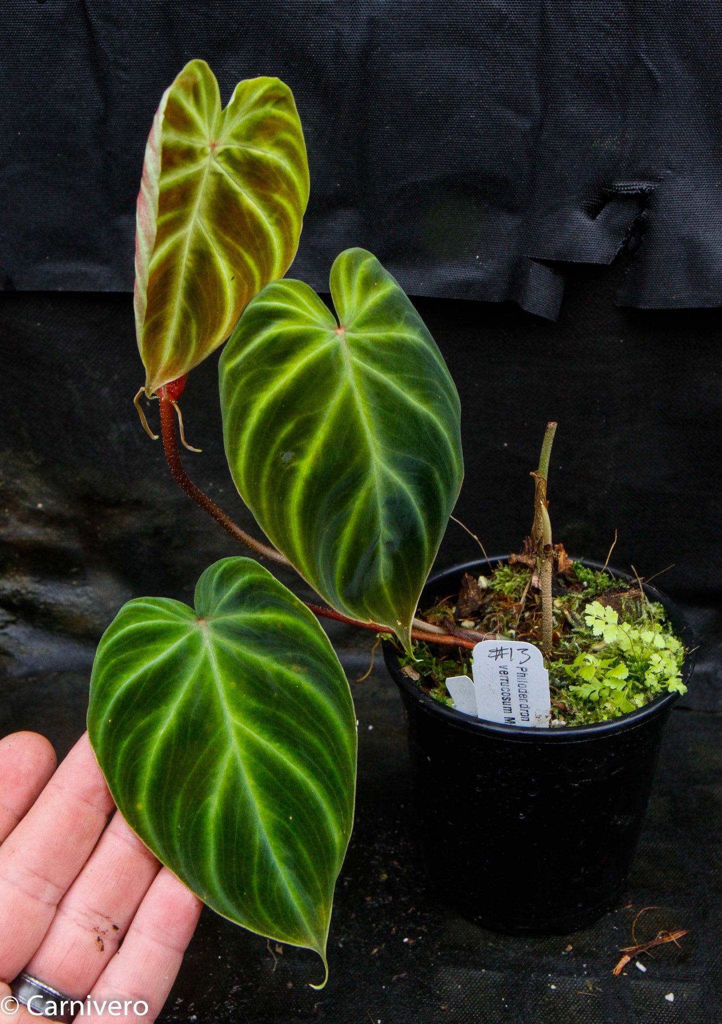 philodendron verrucosum juvenile Philodendron verrucosum "Mini" – Carnivero