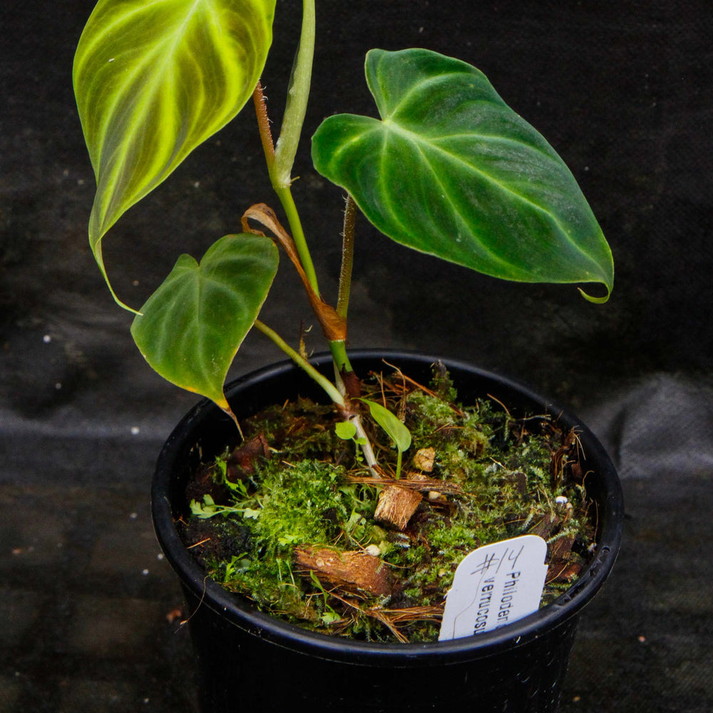 
                      
                        Philodendron verrucosum "Mini"
                      
                    